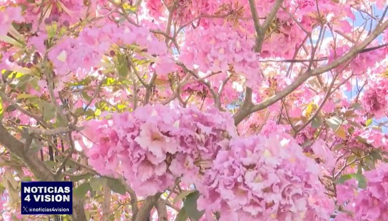En los primeros meses del año, en todo el territorio salvadoreño predomina el color rosa que proviene de las flores del Maquilishuat.