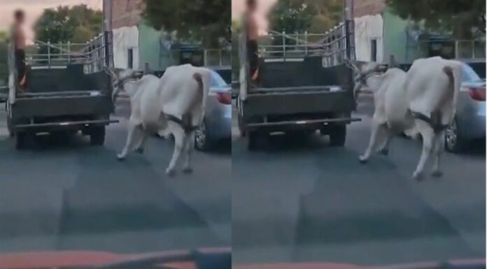 Habitantes del distrito de Izalco en Sonsonate Este, denuncian maltrato animal contra un buey.