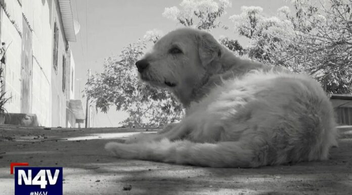 Habitantes de la comunidad Altos de Jardines en San Salvador Centro, han denunciado la muerte de animales por envenenamiento.