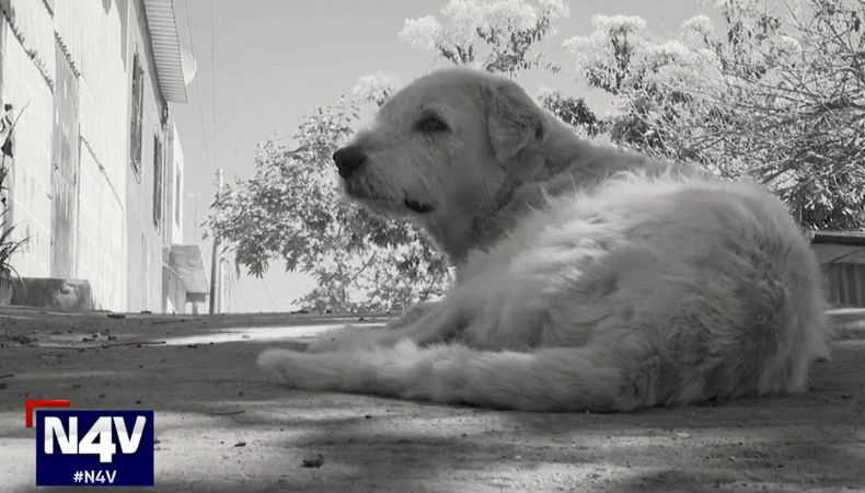 Habitantes de la comunidad Altos de Jardines en San Salvador Centro, han denunciado la muerte de animales por envenenamiento.