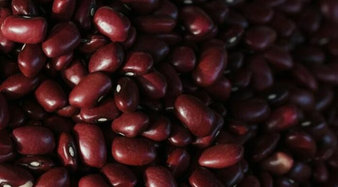 Con los fenómenos climáticos y las lluvias se desencadenaron pérdidas en la producción del grano de frijol en la cosecha 2024.