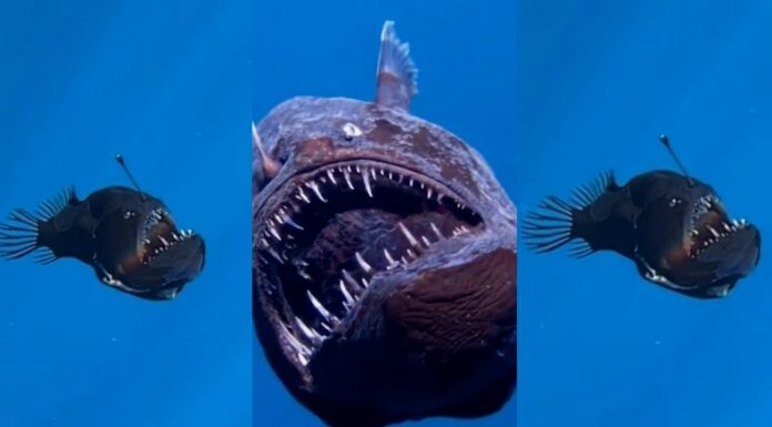 El “Pez Diablo” es considerado un depredador que habita en el fondo marino entre los 200 y los 2,000 metros de profundidad.