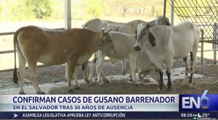 Un organismo internacional reportó al menos dos casos de gusano barrenador en el país, una situación que no se registraba en los últimos 30 años.