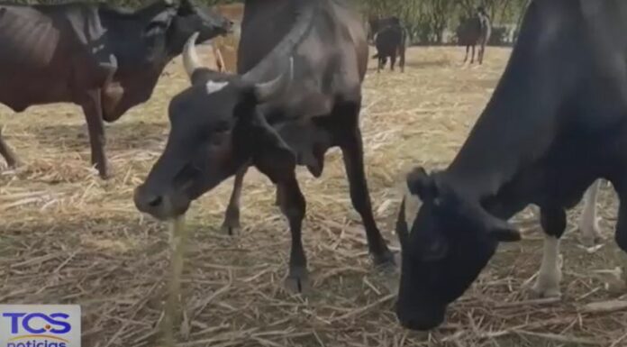 Los ganaderos han comenzado a implementar estrategias para mitigar el estrés térmico en su ganado y garantizar su bienestar.