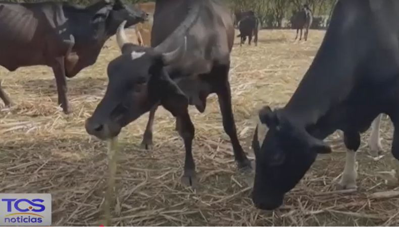 Los ganaderos han comenzado a implementar estrategias para mitigar el estrés térmico en su ganado y garantizar su bienestar.