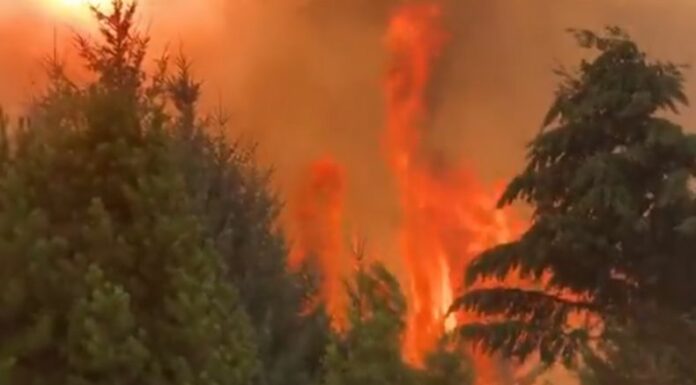 Desde diciembre pasado se han registrado incendios forestales que han consumido miles de hectáreas de la Patagonia argentina.