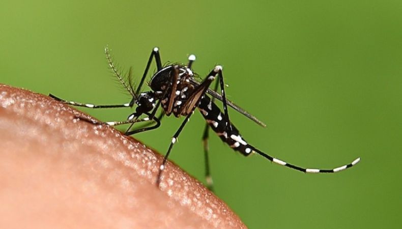 La OPS indica que puede haber un aumento de brotes de dengue en las Américas debido a la creciente circulación del serotipo DENV-3.