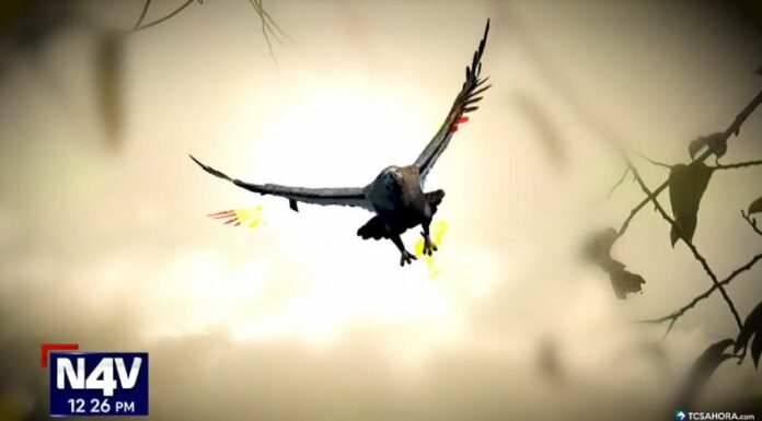 En zonas poco pobladas del país, varias personas aseguran haber sido testigos de la terrorífica presencia de “El Huachaco”