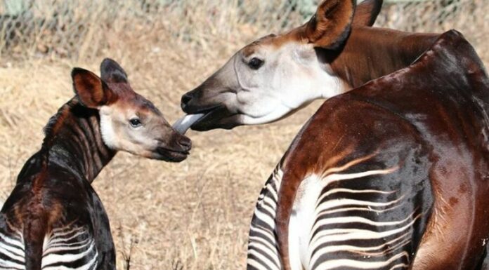El okapi es un peculiar animal que se ha robado la atención en redes sociales debido a que parece ser mitad jirafa y mitad cebra.