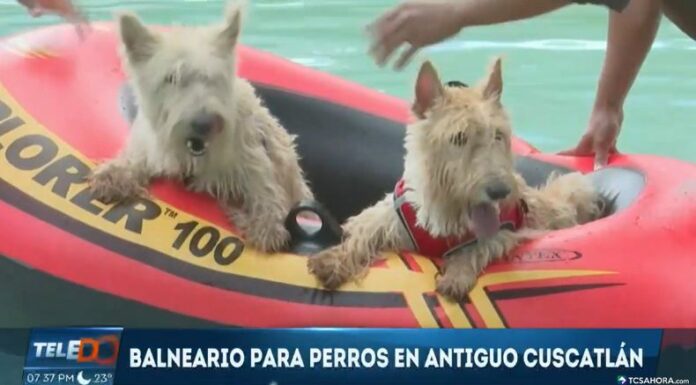 Este balneario para perros se convierte en una alternativa ideal para quienes buscan mantener limpias y también entretenidas a las mascotas.