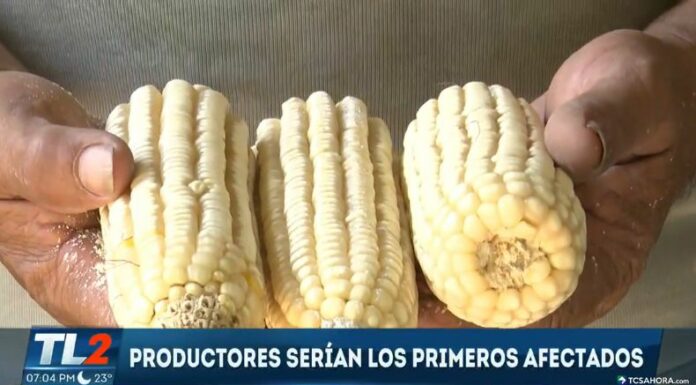 Representantes de CAMPO señalan que, este 2025, se prevé que el país tendrá que importar una mayor cantidad de granos básicos.