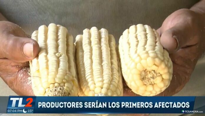 Prevén aumento de importación de granos básicos Representantes de CAMPO señalan que, este 2025, se prevé que el país tendrá que importar una mayor cantidad de granos básicos.