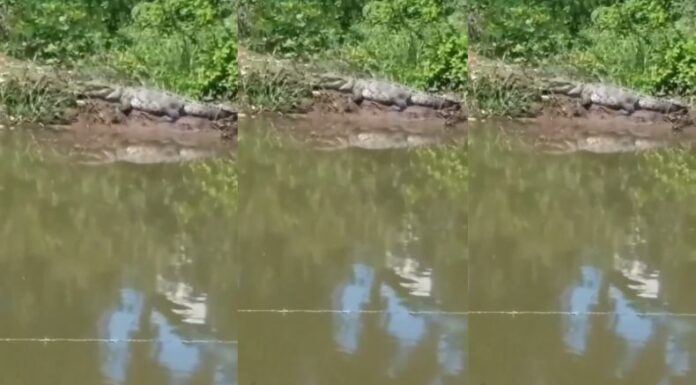 En La Junta de Jayuca en Chalatenango, los pobladores se sienten atemorizados tras el avistamiento de un cocodrilo.