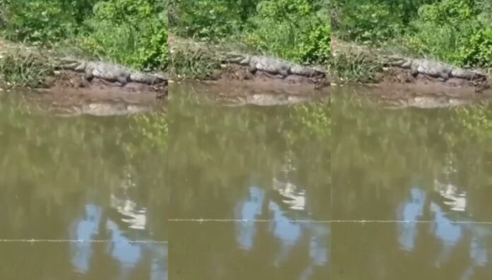 ¡Alerta por cocodrilo en Chalatenango! En La Junta de Jayuca en Chalatenango, los pobladores se sienten atemorizados tras el avistamiento de un cocodrilo.