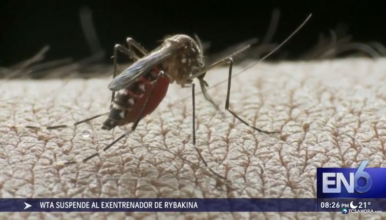 Con la alerta epidemiológica por dengue, médicos recomiendan reforzar las medidas de prevención ante un posible aumento de casos.