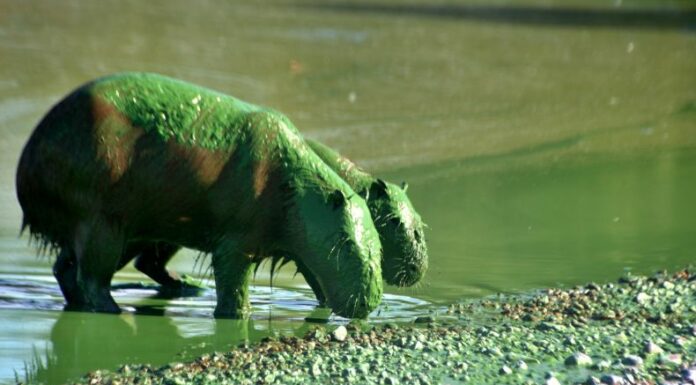 Carpinchos en la orilla argentina del río Uruguay en la provincia de Entre Ríos, completamente cubiertos por cianobacterias.