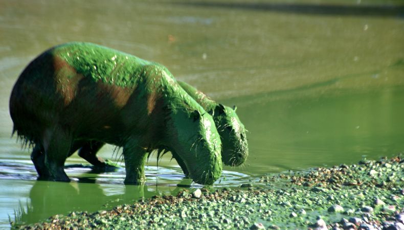 Carpinchos en la orilla argentina del río Uruguay en la provincia de Entre Ríos, completamente cubiertos por cianobacterias.