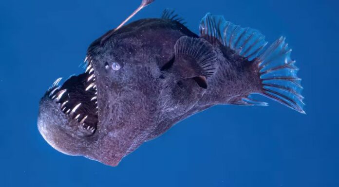 El creador del video original del “Pez Diablo” confirmó que el ejemplar murió poco después de su avistamiento en Tenerife.