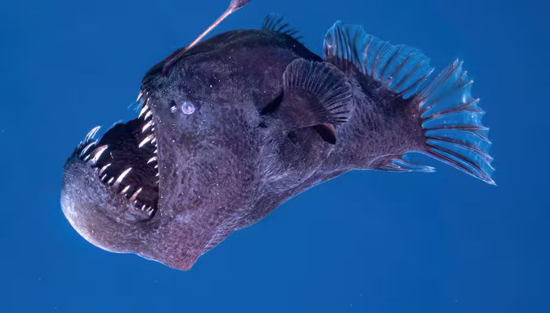 El creador del video original del “Pez Diablo” confirmó que el ejemplar murió poco después de su avistamiento en Tenerife.