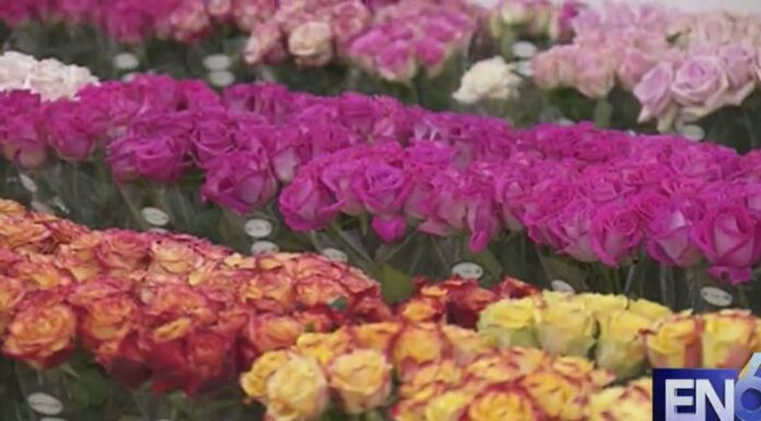 Previo a la temporada de San Valentín, Colombia se prepara para exportar toneladas de flores hacia diferentes países del mundo.