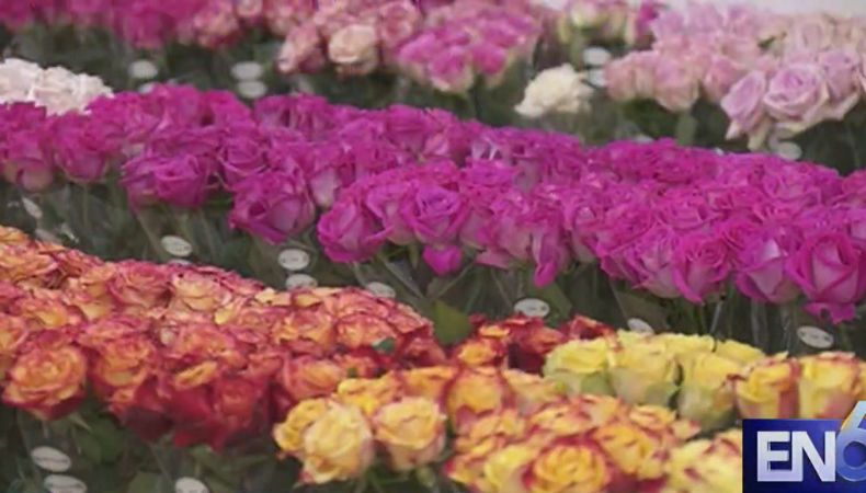 Previo a la temporada de San Valentín, Colombia se prepara para exportar toneladas de flores hacia diferentes países del mundo.