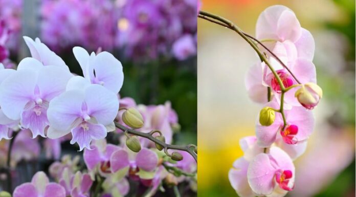 Las orquídeas son flores fascinantes y misteriosas que a muchos les encanta tener en casa, pero es importante conocer los métodos para preservarlas.