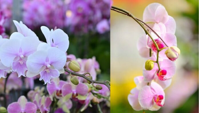 Las orquídeas son flores fascinantes y misteriosas que a muchos les encanta tener en casa, pero es importante conocer los métodos para preservarlas.