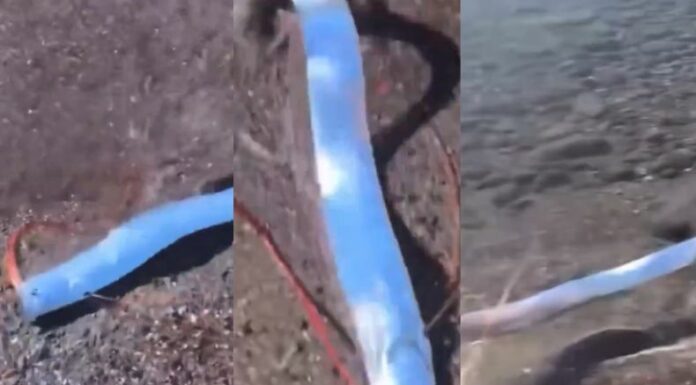 El pez remo es considerado el pez óseo más largo del mundo, logrando una longitud desde los 3 hasta los 11 metros.