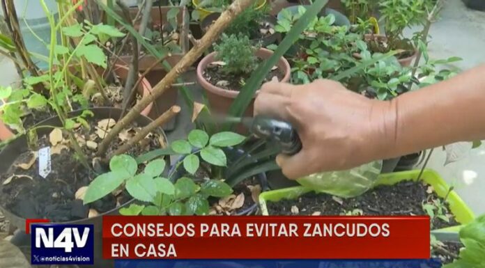 Las lluvias de los últimos días podrían incrementar la aparición de zancudos, por lo que prevenir es clave para evitar enfermedades.