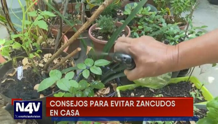 Estos son los métodos caseros para combatir los zancudos Las lluvias de los últimos días podrían incrementar la aparición de zancudos, por lo que prevenir es clave para evitar enfermedades.