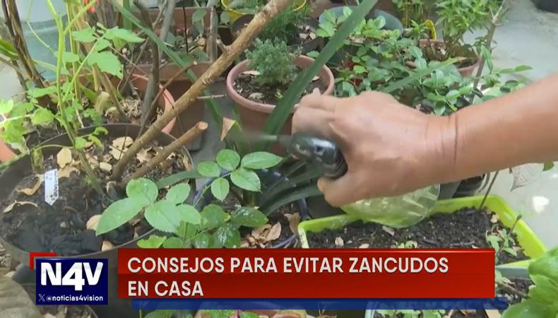 Las lluvias de los últimos días podrían incrementar la aparición de zancudos, por lo que prevenir es clave para evitar enfermedades.