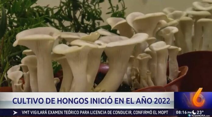 El proyecto del cultivo de hongos comestibles ha beneficiado de forma directa a más 400 personas, algunos incluso han emprendido con esta iniciativa.