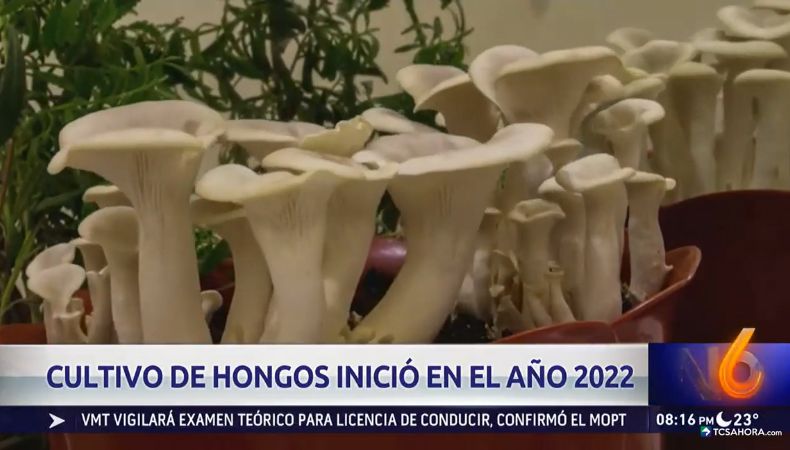 El proyecto del cultivo de hongos comestibles ha beneficiado de forma directa a más 400 personas, algunos incluso han emprendido con esta iniciativa.