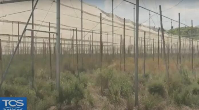 El cambio climático ha alterado los patrones de lluvia y temperatura, lo que ha generado un desafío creciente para los agricultores.