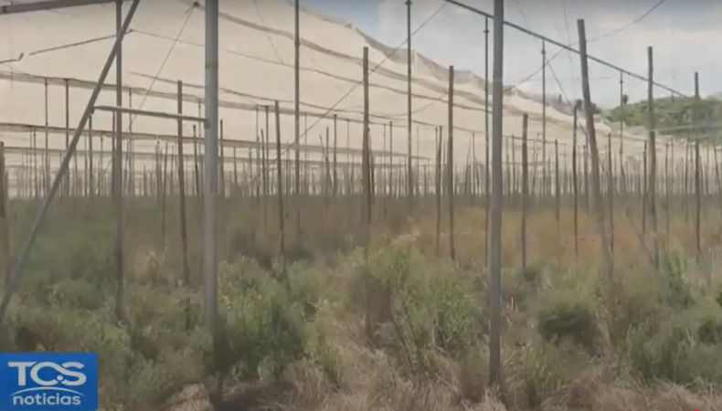 El cambio climático ha alterado los patrones de lluvia y temperatura, lo que ha generado un desafío creciente para los agricultores.