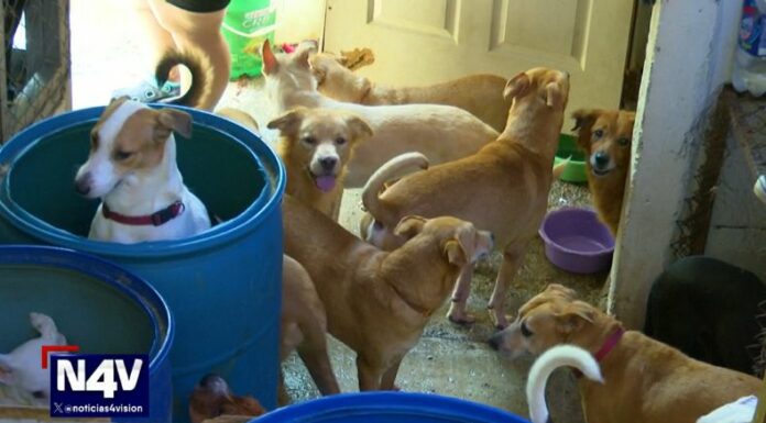 Cada último martes de febrero se celebra el Día de la Esterilización Animal, para proteger las mascotas y reducir sobrepoblación de animales.