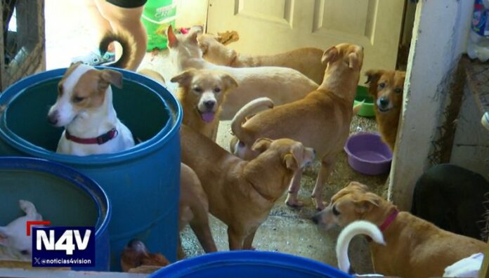 Día de la Esterilización Animal clave para el bienestar de mascotas Cada último martes de febrero se celebra el Día de la Esterilización Animal, para proteger las mascotas y reducir sobrepoblación de animales.