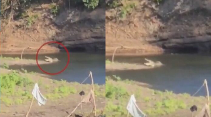 Ante el avistamiento de un cocodrilo en un río de San Miguel, se recomienda a la población evitar acercarse a los cuerpos de agua del sector.