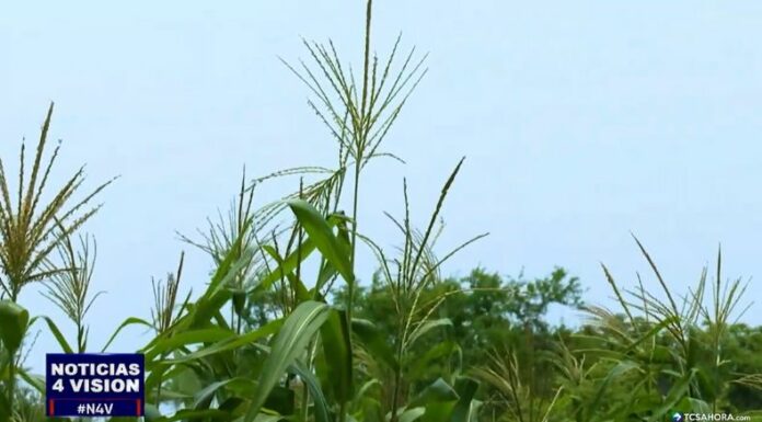 Son 46,070 agricultores en el país que están implementando técnicas innovadoras para adaptarse al cambio climático.