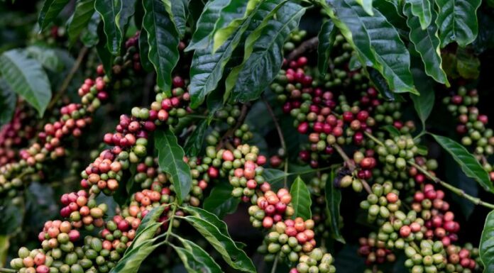 Aunque la temporada de lluvias aún no comienza, caficultores se preparan para enfrentar las condiciones climáticas y evitar pérdidas.
