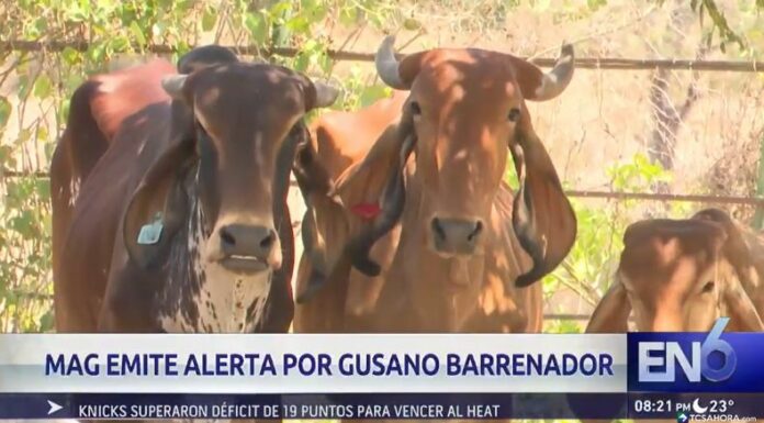 El sector ganadero del país se encuentra en alerta debido al riesgo de propagación del gusano barrenador.