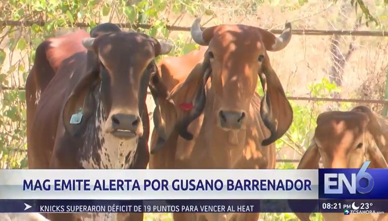 El sector ganadero del país se encuentra en alerta debido al riesgo de propagación del gusano barrenador.