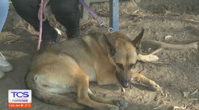 La depresión canina es una condición que no siempre es fácil de detectar, pero existen señales que pueden alertar a los dueños.