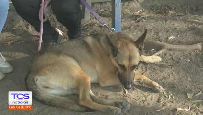 ¿Cómo identificar las señales de depresión canina La depresión canina es una condición que no siempre es fácil de detectar, pero existen señales que pueden alertar a los dueños.