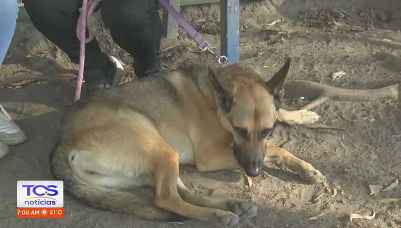 La depresión canina es una condición que no siempre es fácil de detectar, pero existen señales que pueden alertar a los dueños.