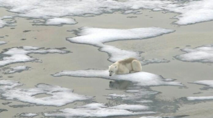 La disminución de la cobertura de hielo marino tiene graves impactos a lo largo del tiempo en el clima, indicó el Observatorio Copernicus.