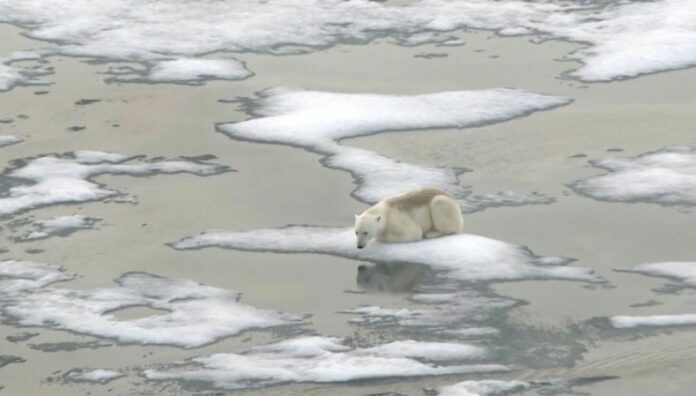 La cobertura de hielo marino global alcanzó mínimo histórico en febrero La disminución de la cobertura de hielo marino tiene graves impactos a lo largo del tiempo en el clima, indicó el Observatorio Copernicus.