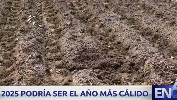¿Qué impactos tendrán las olas de calor en los cultivos Las altas temperaturas o posibles golpes de calor en el país podrían provocar efectos negativos en la agricultura.