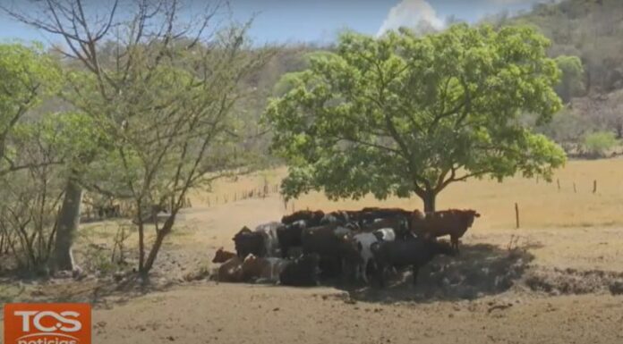 Según expertos, una prolongada sequía podría impactar severamente al sector ganadero generando pérdidas significativas en la producción.
