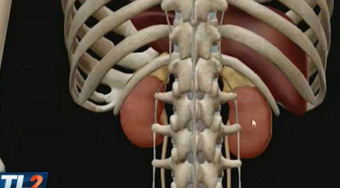 En el Día Mundial del Riñón, cada país se centra en generar conciencia entre la población para detectar a tiempo enfermedades renales.